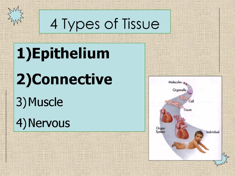 4 Types of Tissue Epithelium Connective Muscle Nervous